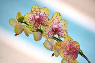 Orquídeas