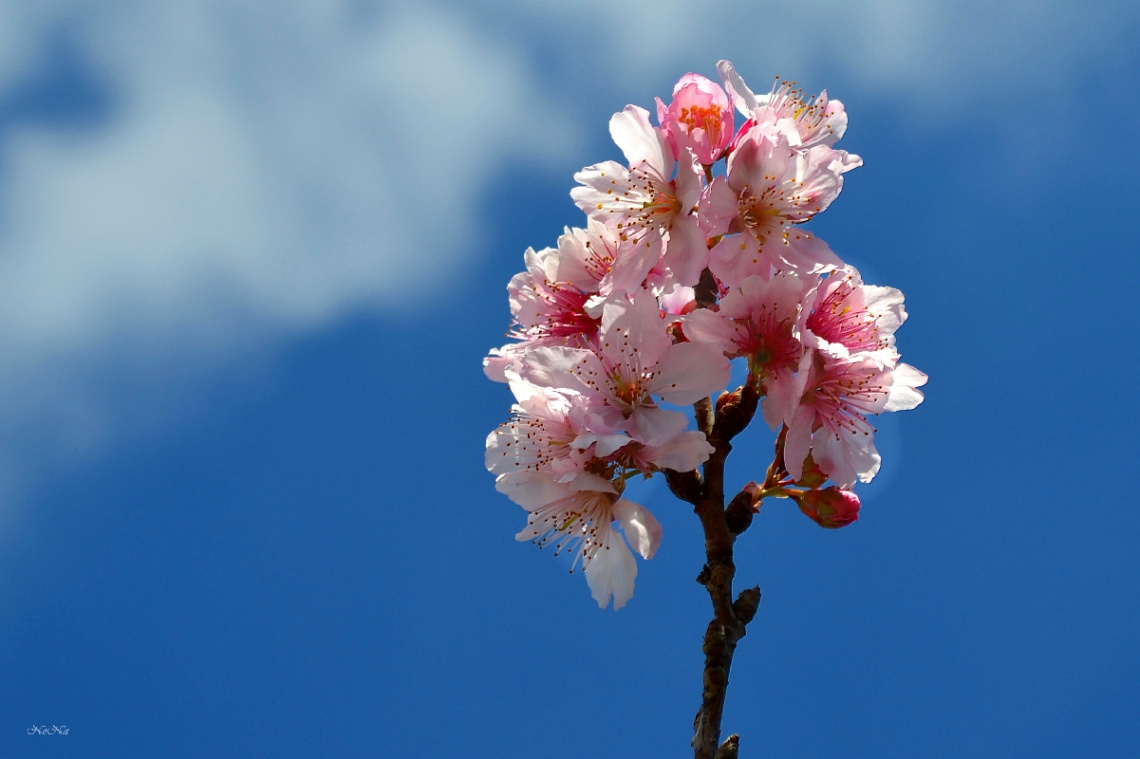 Sakura