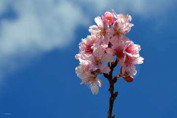 Sakura