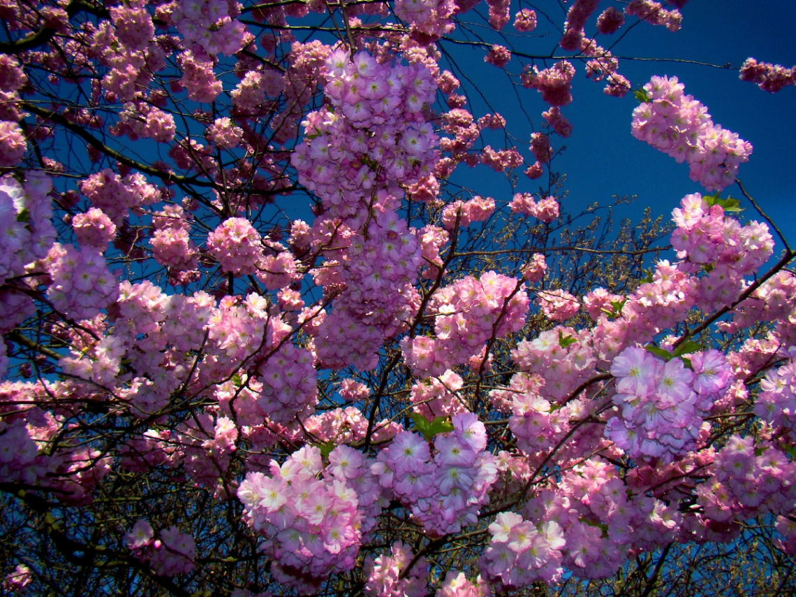 BLÜTEN