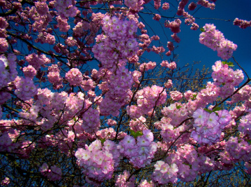 BLÜTEN