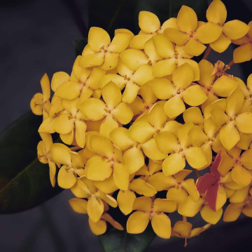 Mini flowers