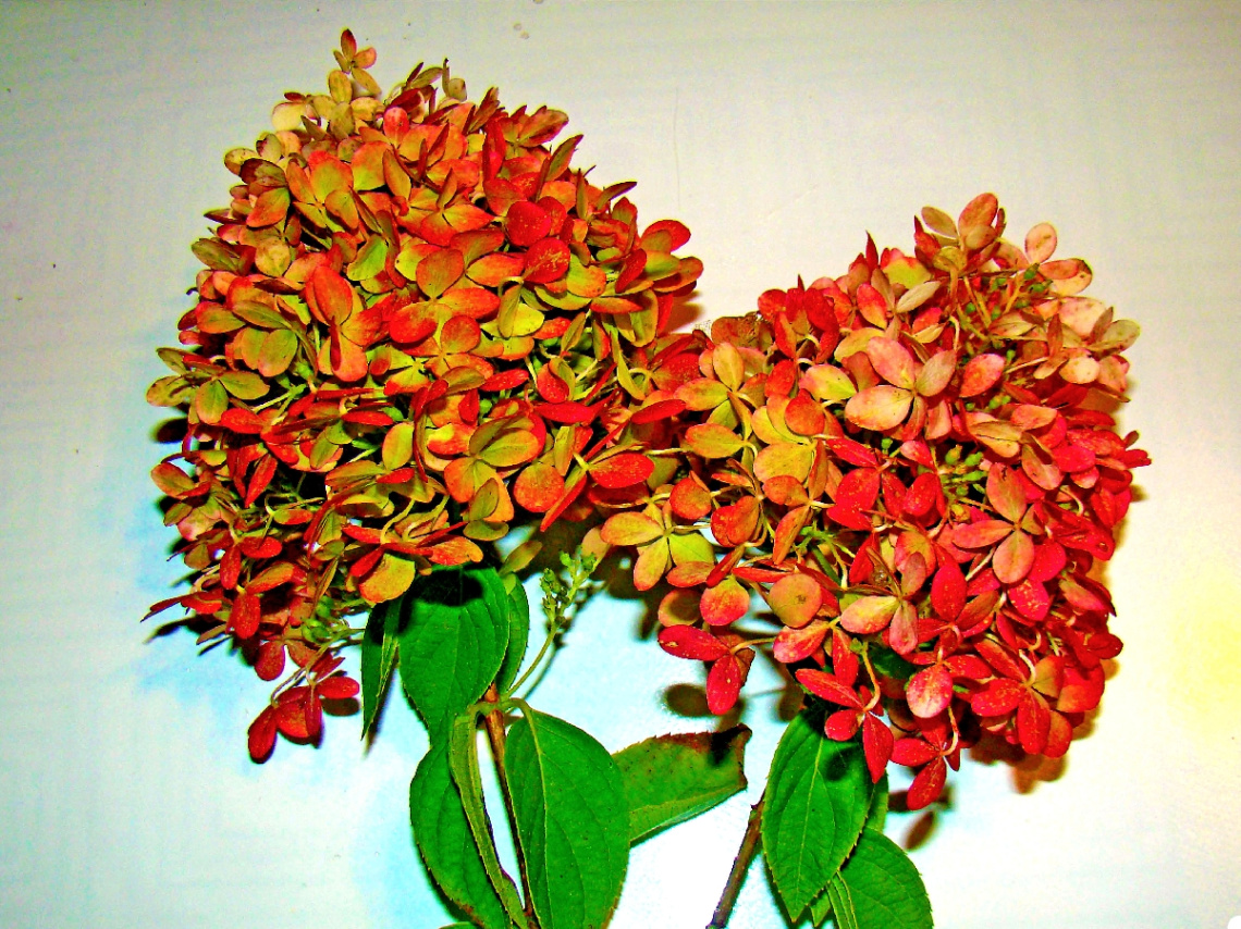 BLÜTEN