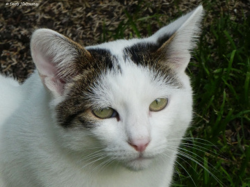 Neighbour's cat 