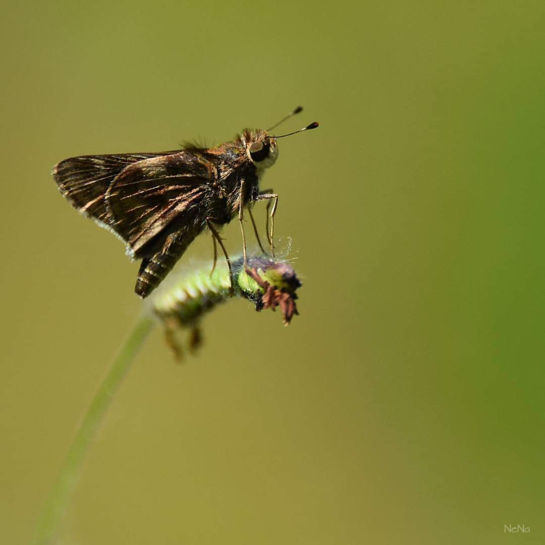 Delicate 