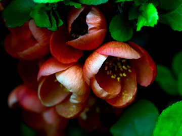 BLÜTEN