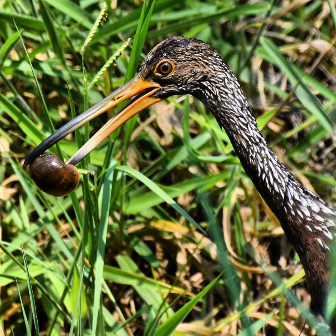 Limpkin