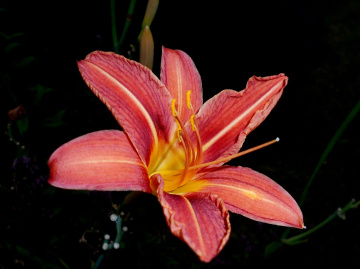 BLÜTE
