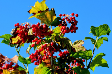 BEEREN