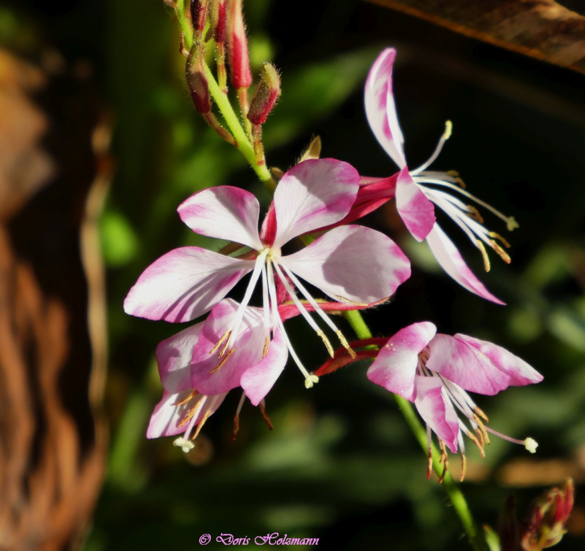 blossoms