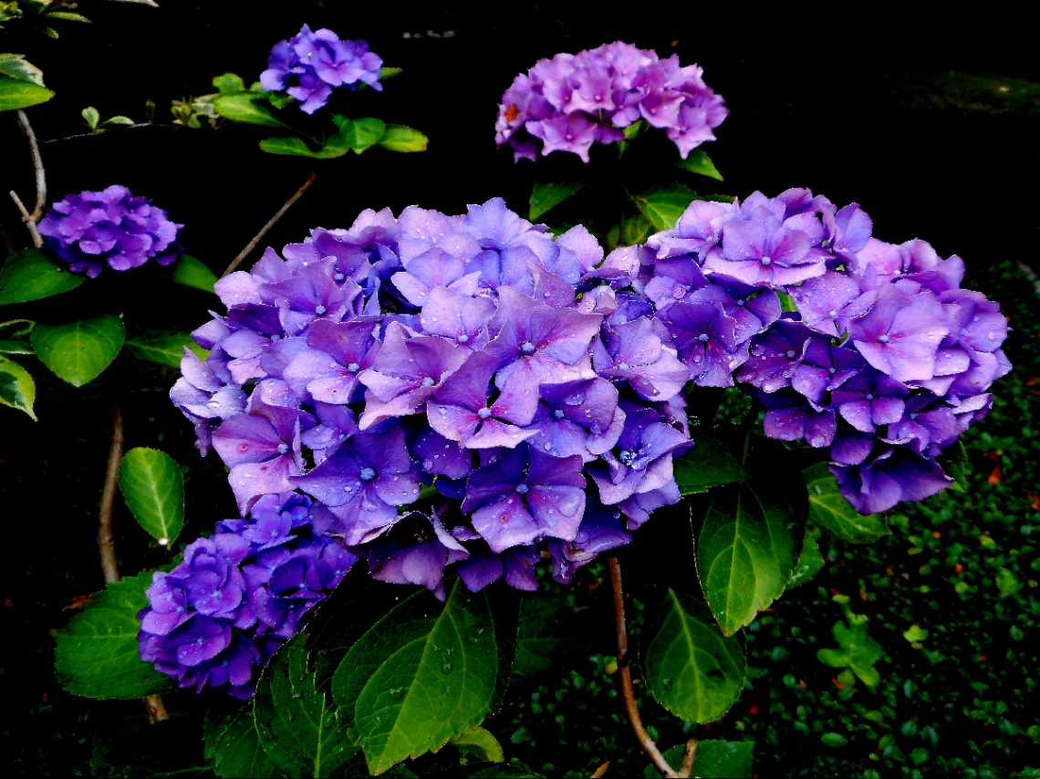 BLÜTEN