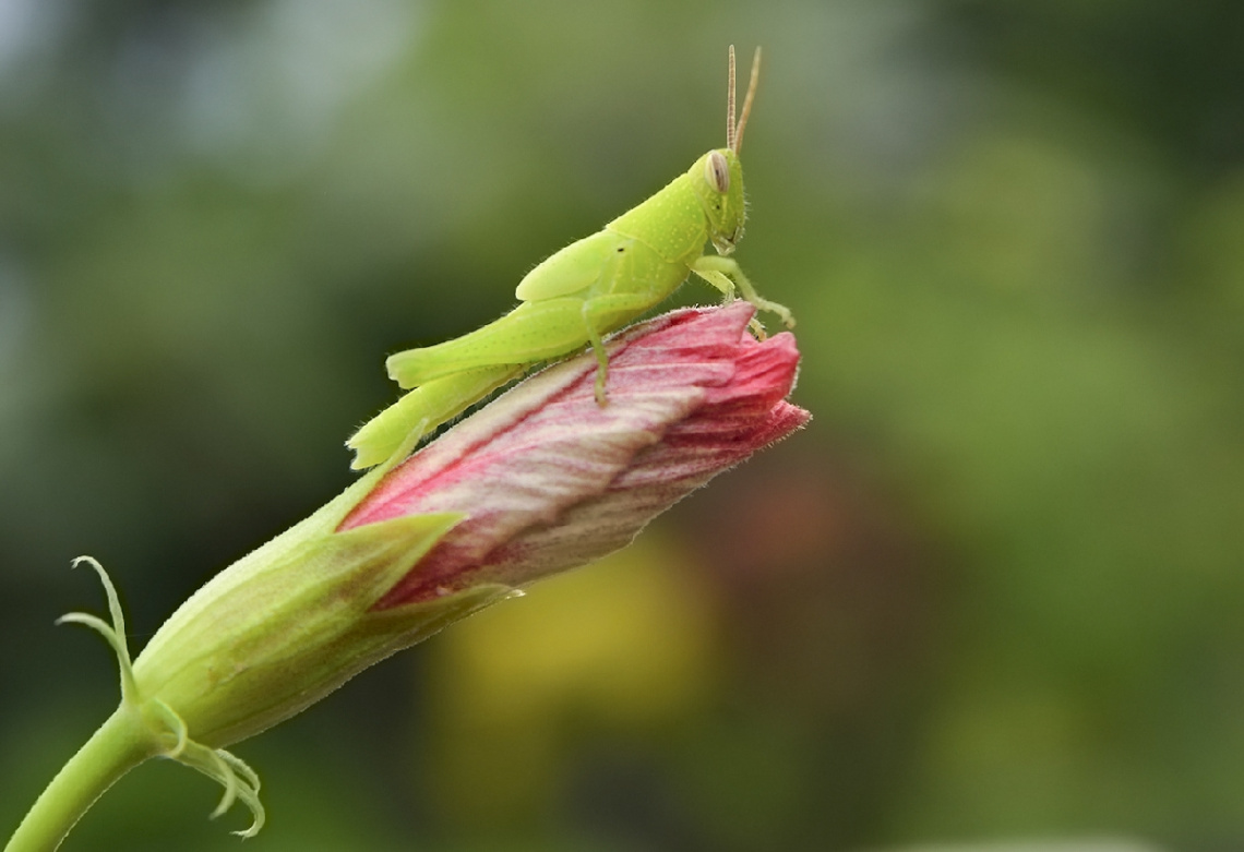 Grasshopper