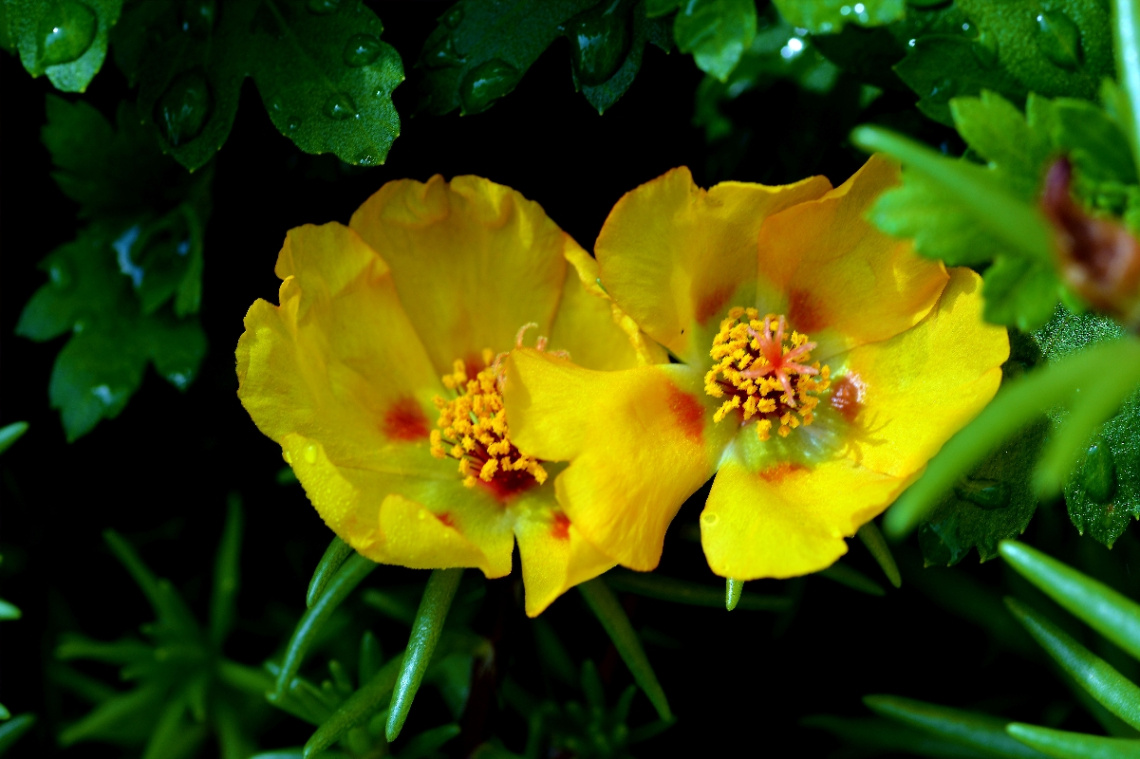 BLÜTEN