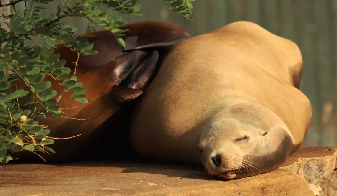 Sea Lion Moment ...