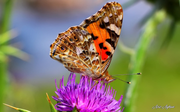  Hayat Bir Kelebeğin Ömrü Kadardır. 