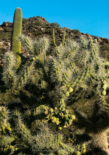 Cactus Focus Stacking