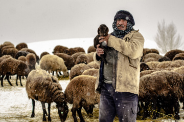Çoban ve Kuzu