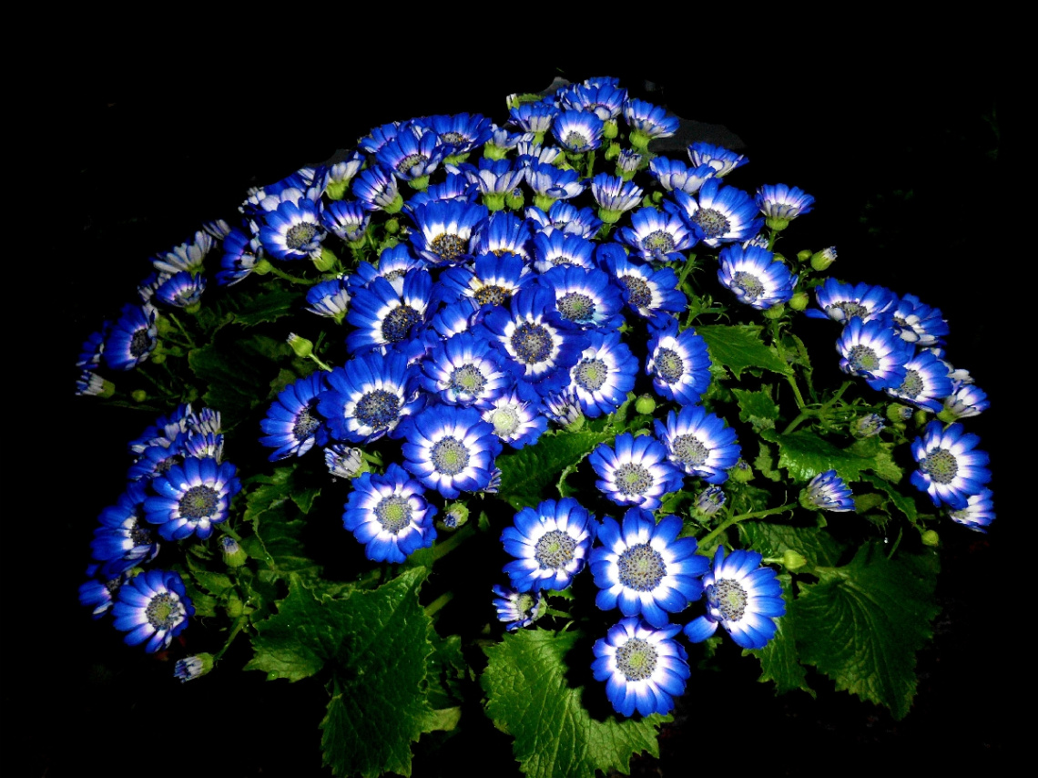 BLÜTEN