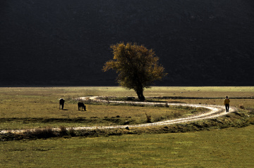 Yol