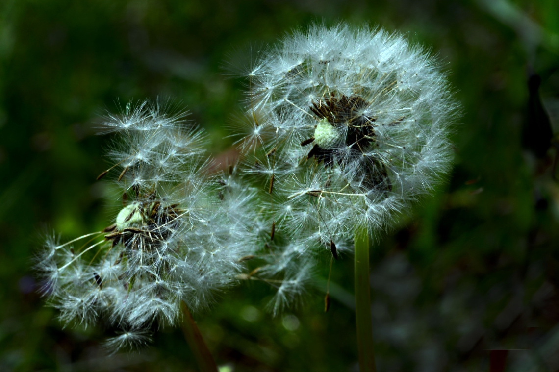 PUSTEBLUMEN 