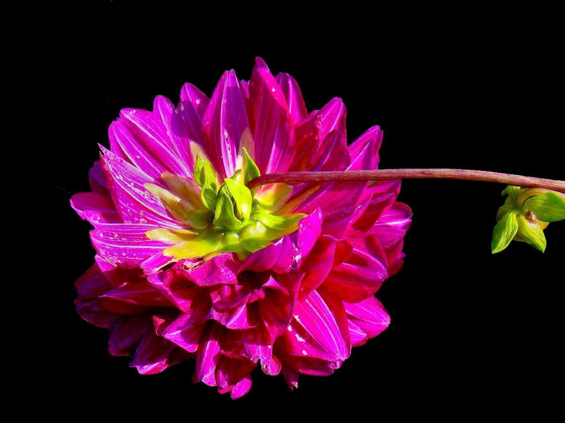 BLÜTE