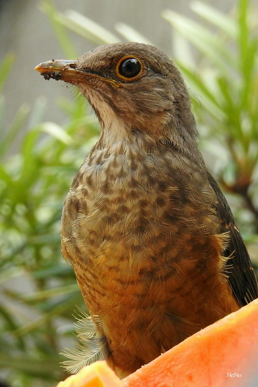 Sabiá-laranjeira 