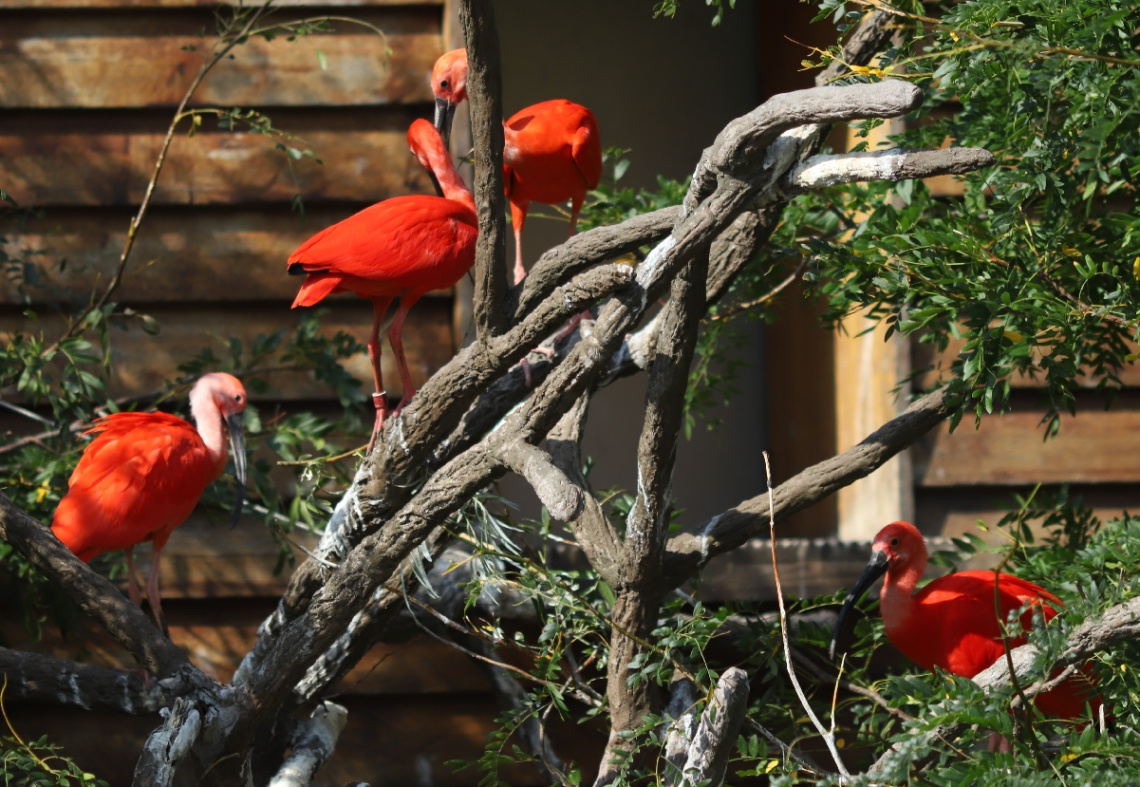 Four Red ...