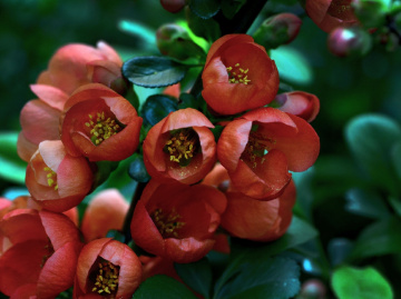 BLÜTEN