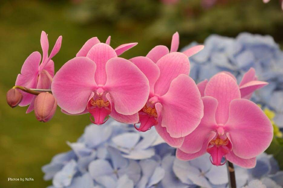 Orchids 
