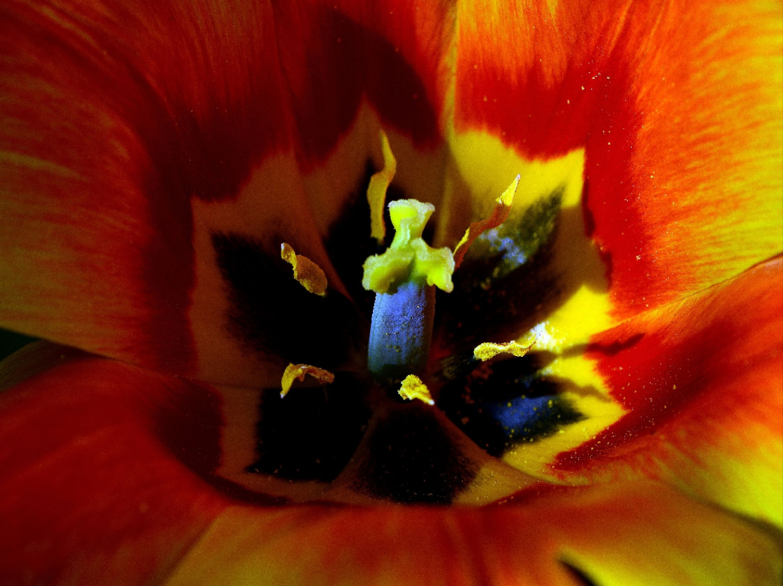 BLÜTE