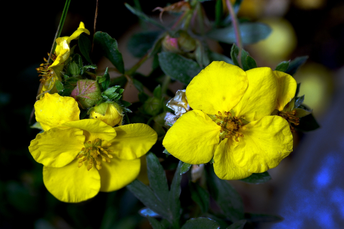 BLÜTEN