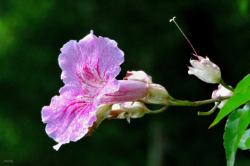 Pink Thunbergia