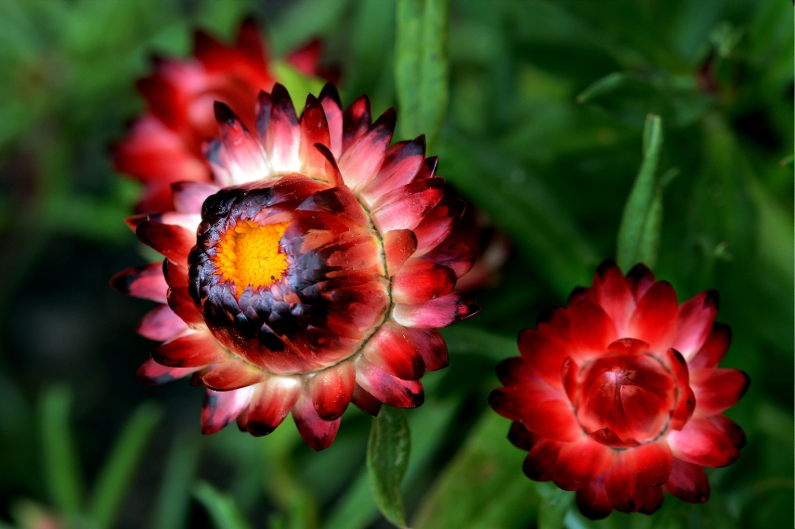 BLÜTEN