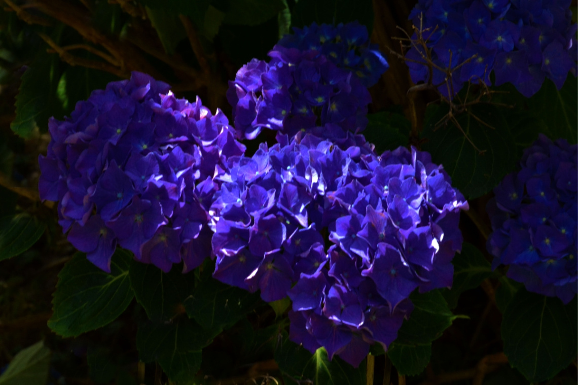 BLÜTEN