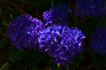 BLÜTEN