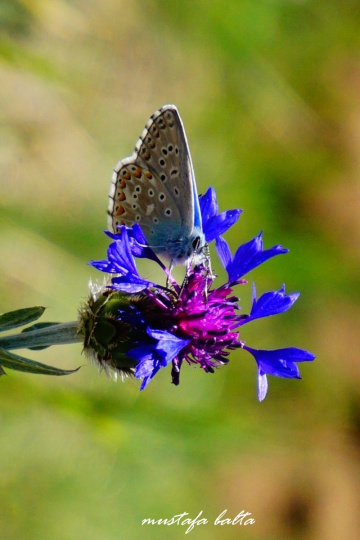 Miniciks Hayatlar  ÇOK GÖZLÜ MAVİ 2