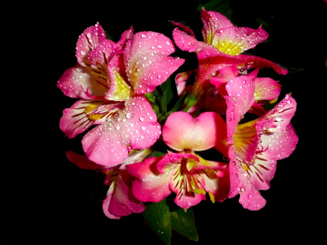 BLÜTEN