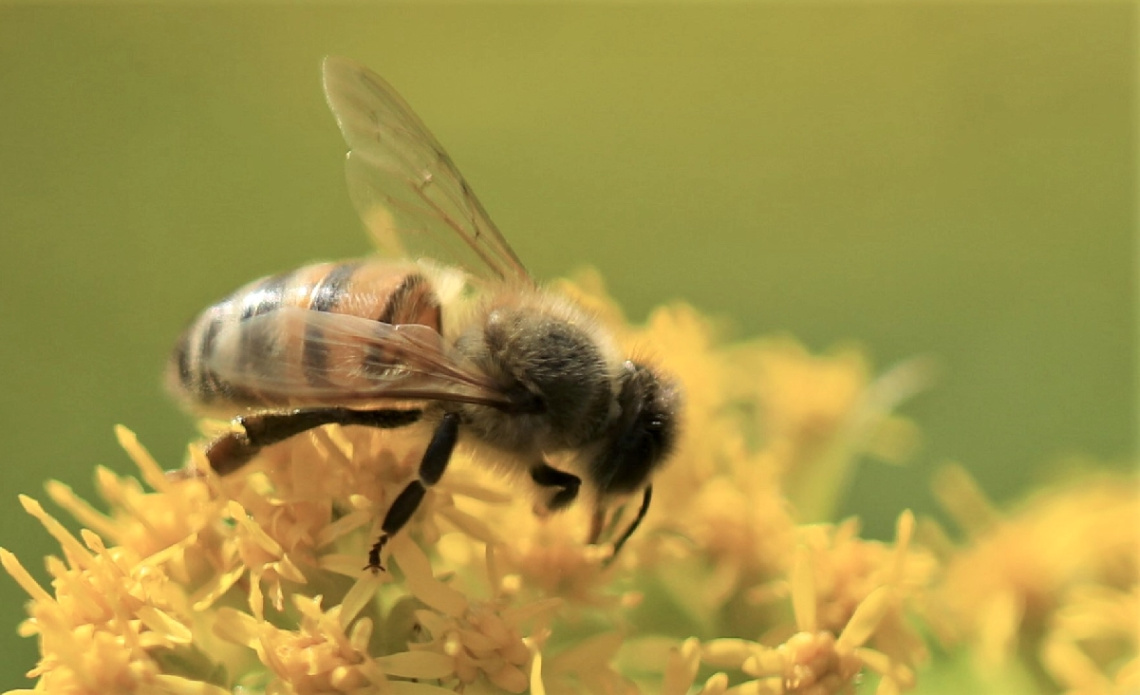 Longing For Summer ....