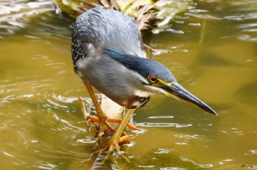 Striated Heron