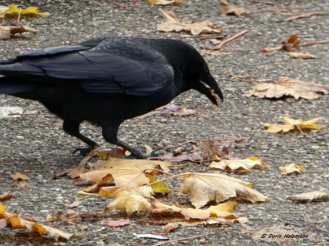 Raven 