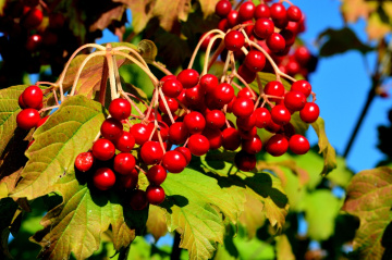 BEEREN