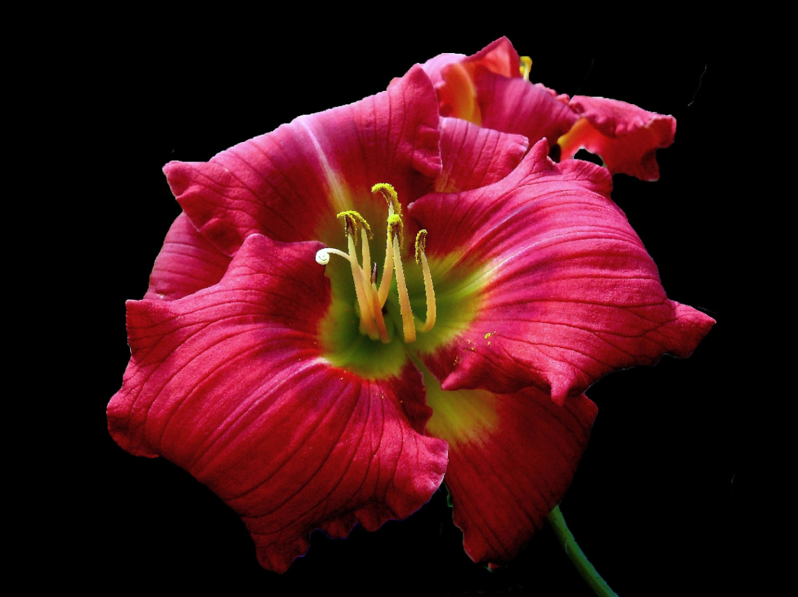 BLÜTE