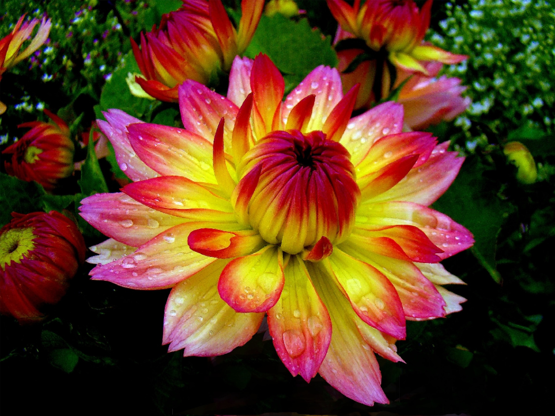 BLÜTE