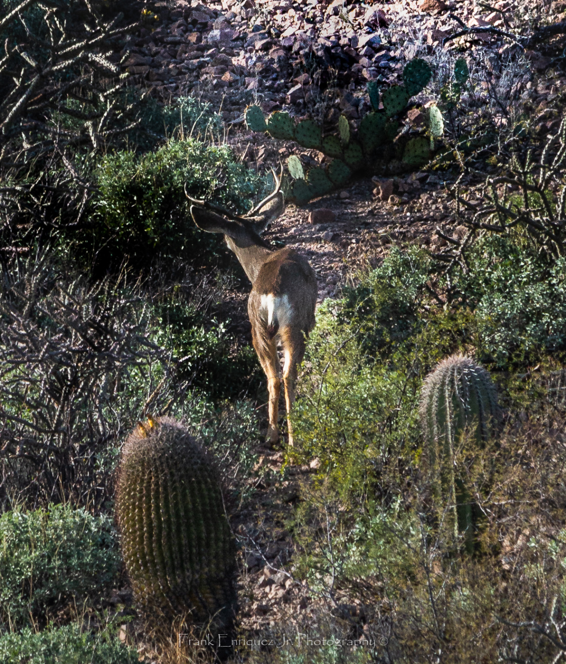 On The Hunt
