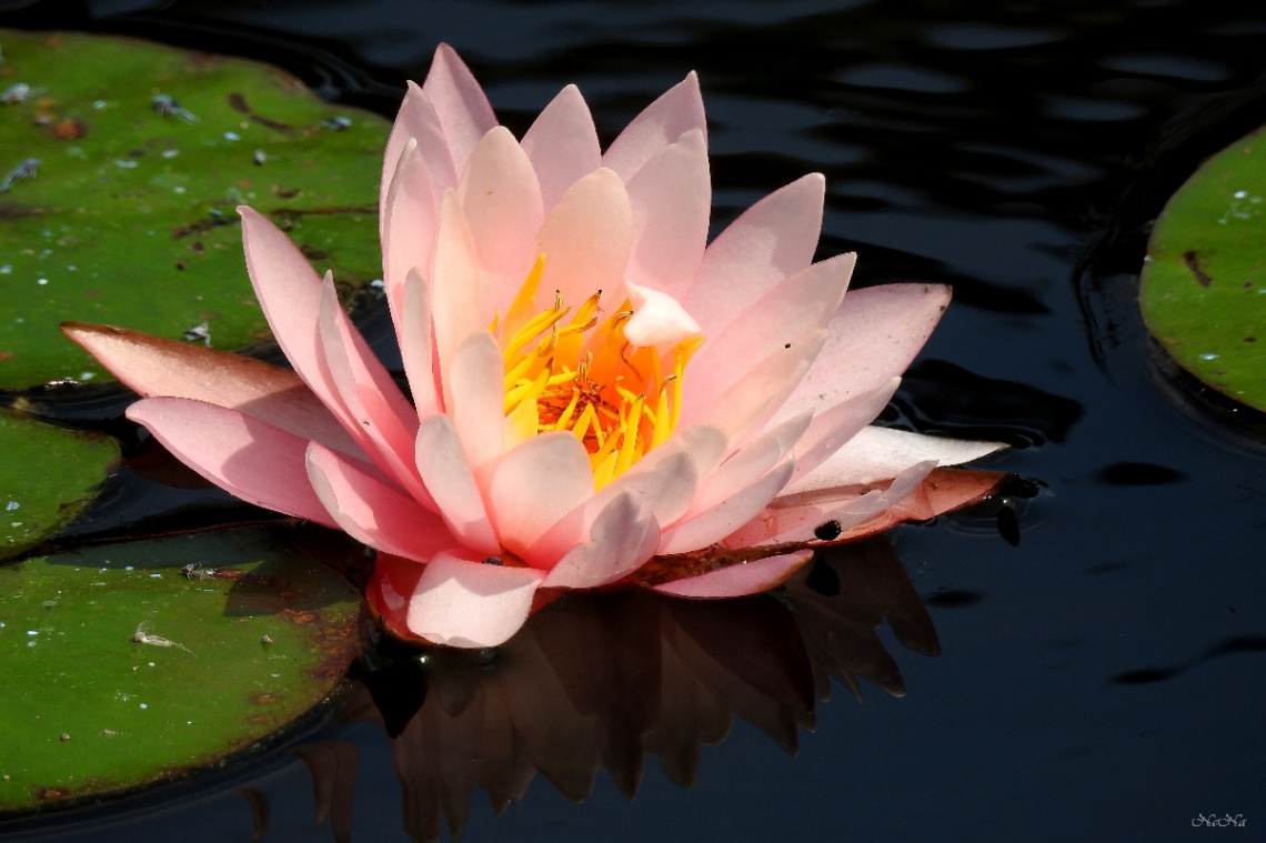 Water Lily