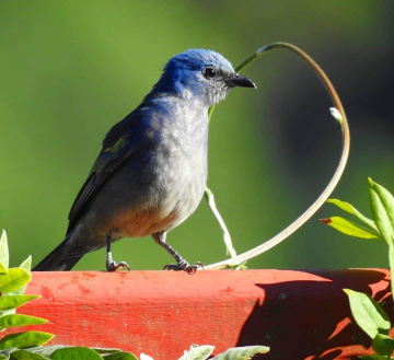 Tangara cyanoptera