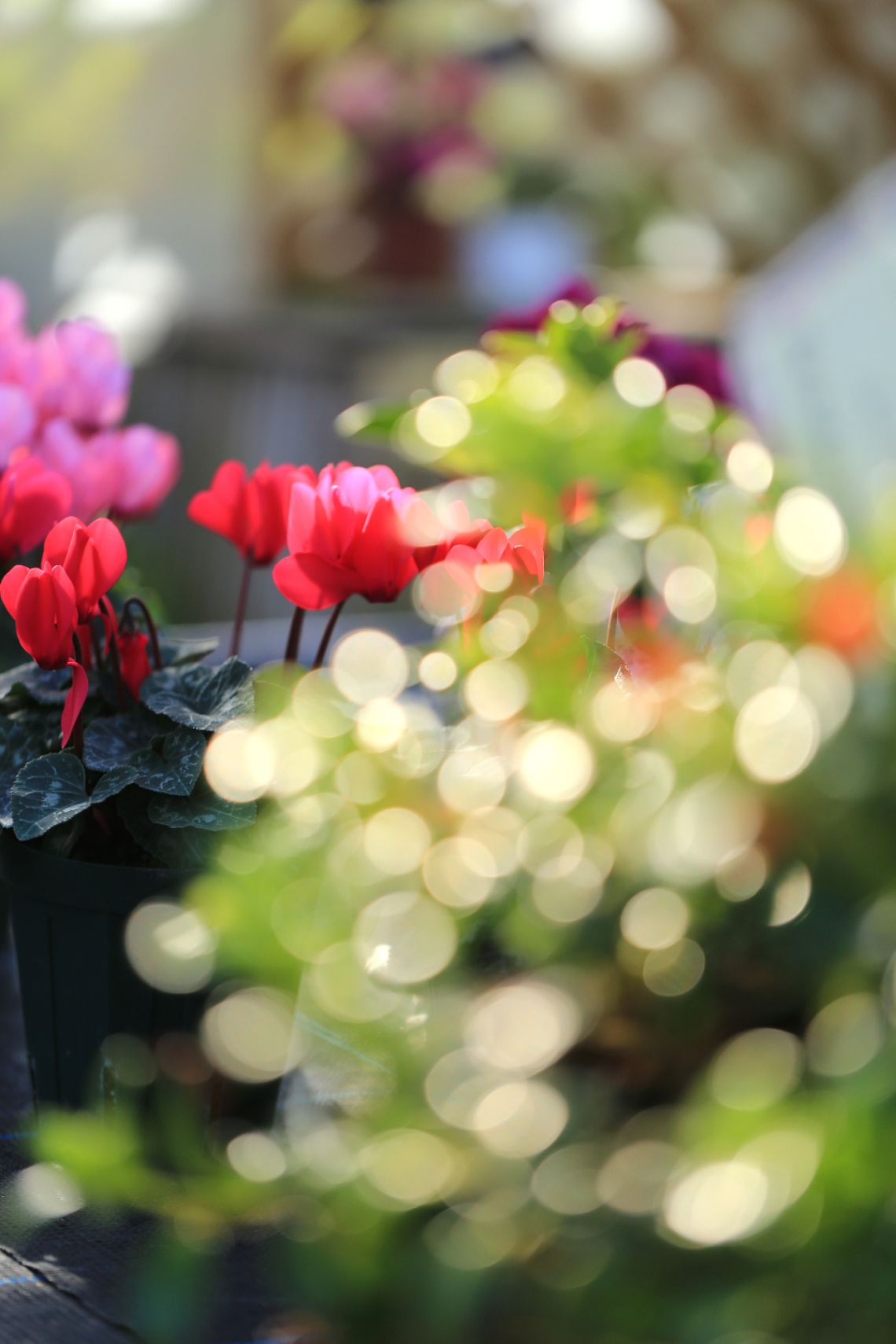 Bokeh