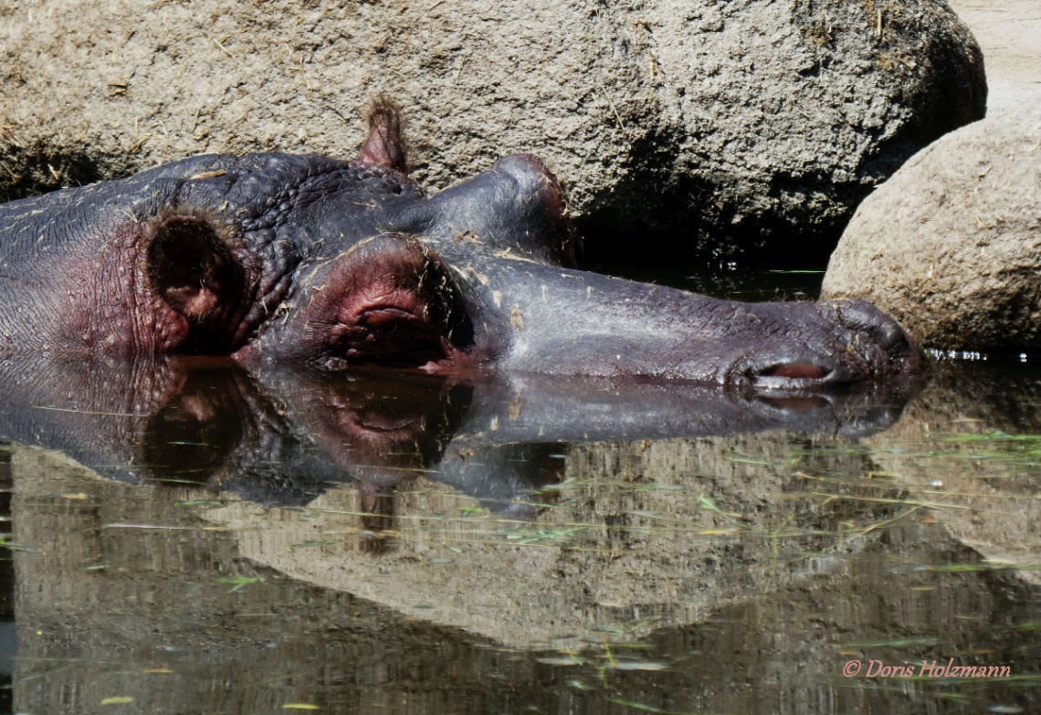Hippo up close ...