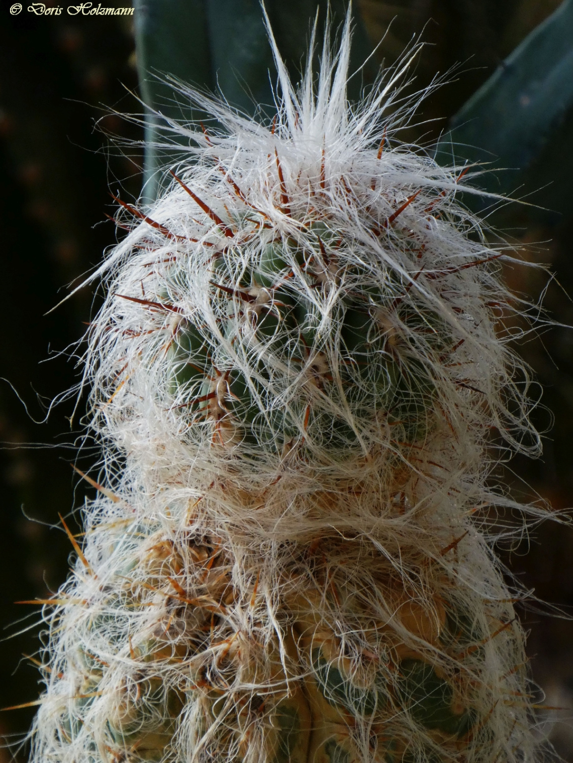 cactus 