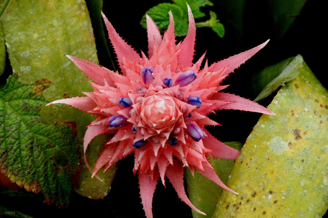 Bromelioideae